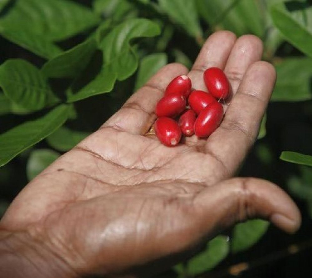 Miracle fruit/ Matunda ya miujiza